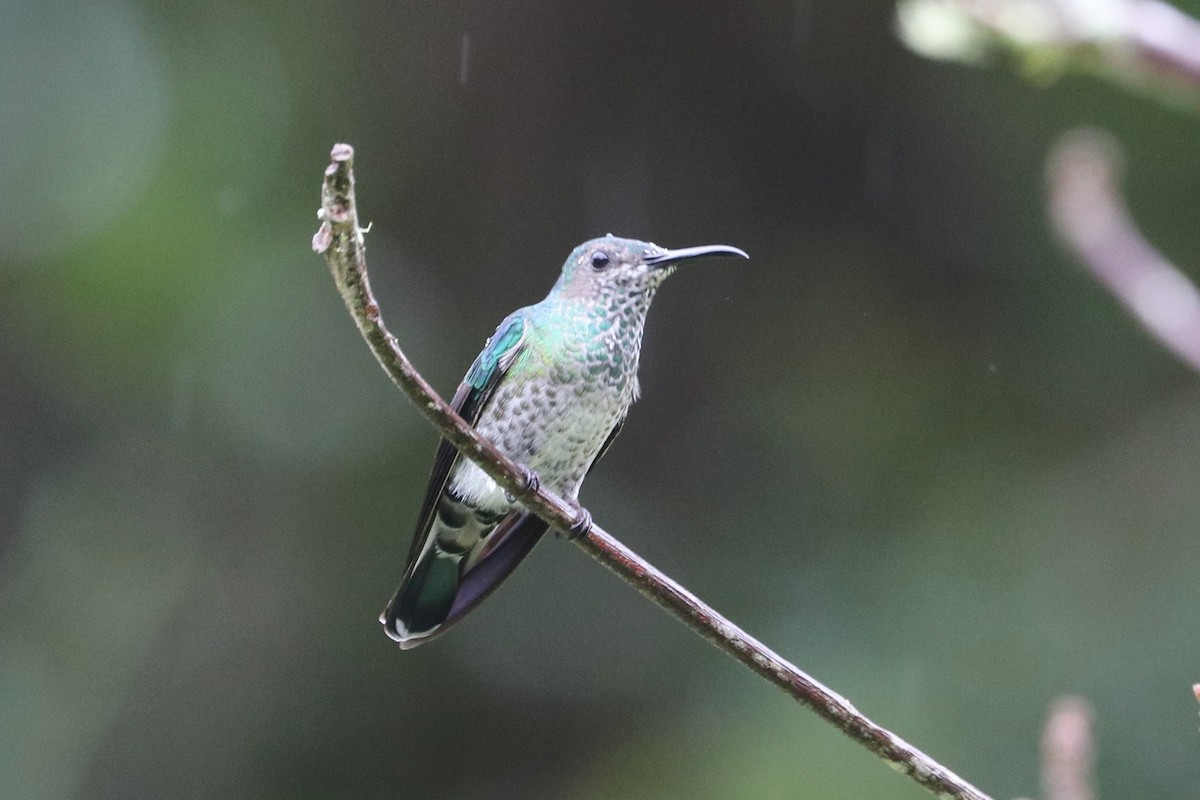 Andean Emerald - ML422292321