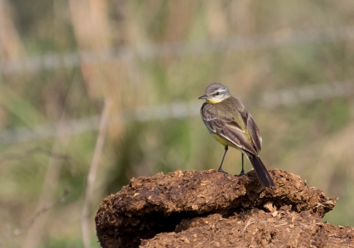 Western Yellow Wagtail - ML422292731