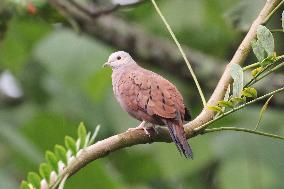 Ruddy Ground Dove - ML422292931