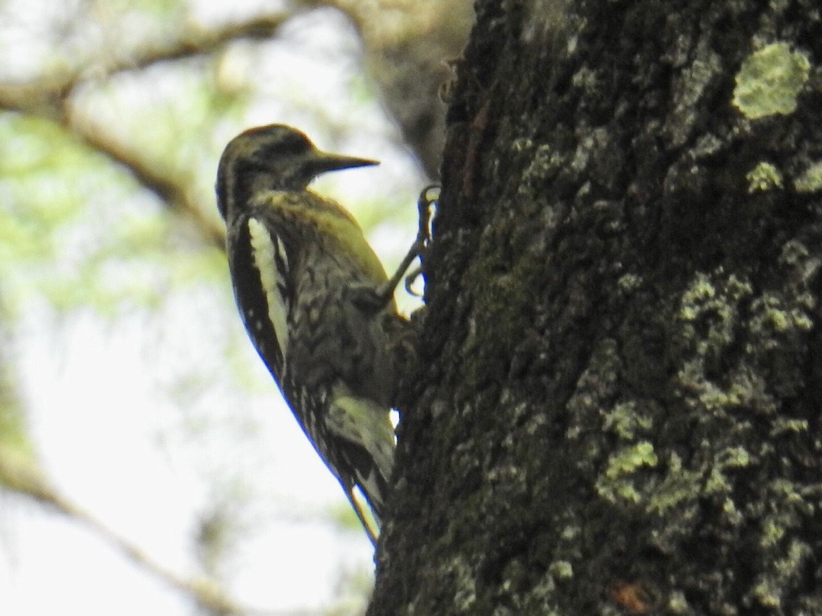 Yellow-bellied Sapsucker - ML422296141