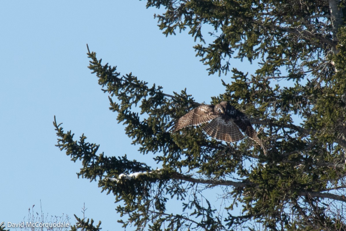 Red-tailed Hawk - David McCorquodale