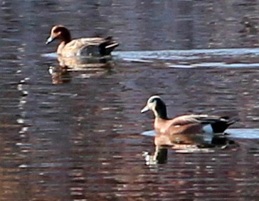 Eurasian Wigeon - sam hough