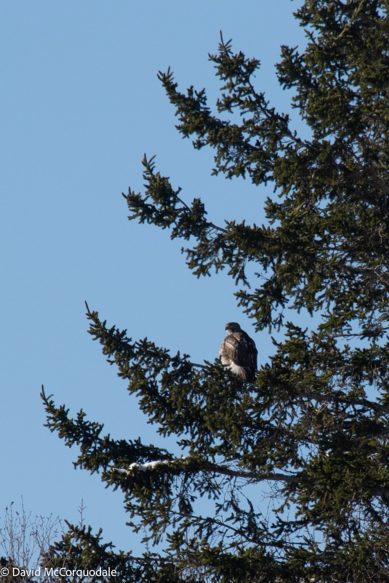 Red-tailed Hawk - ML422297411