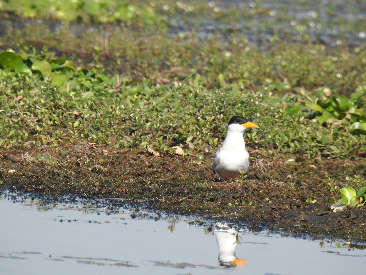 River Tern - Pam Rasmussen