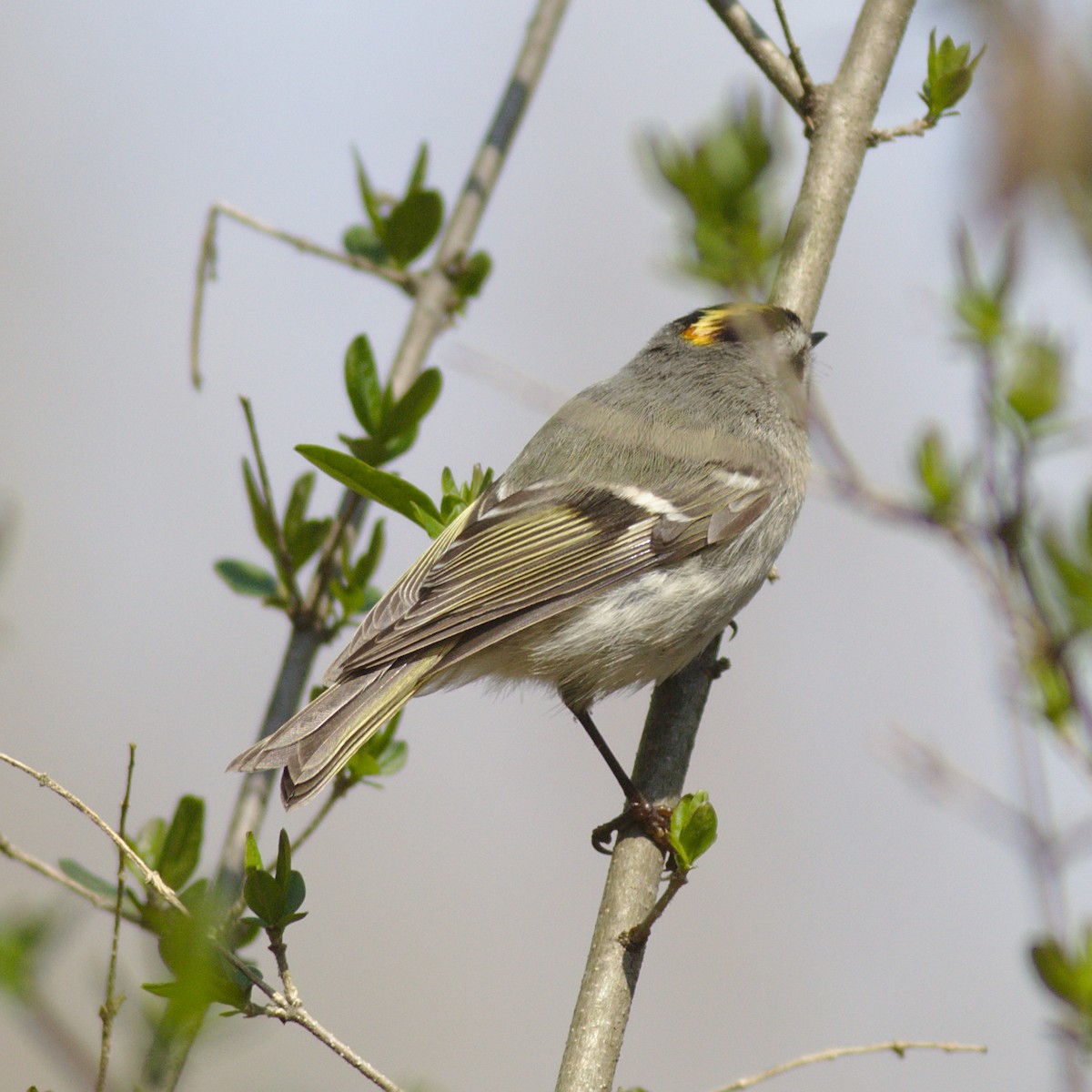 Golden-crowned Kinglet - ML422300761