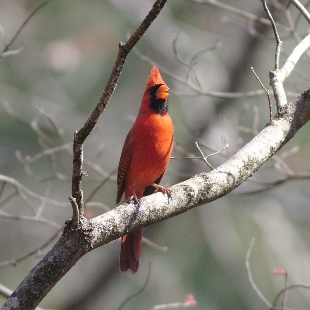 Northern Cardinal - ML422300891