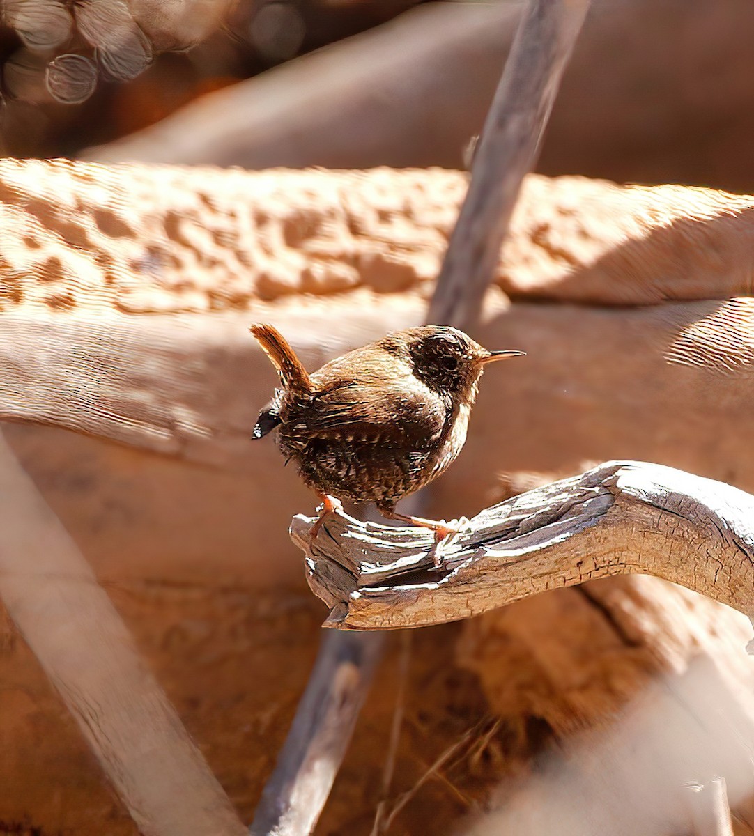 Winter Wren - ML422301201