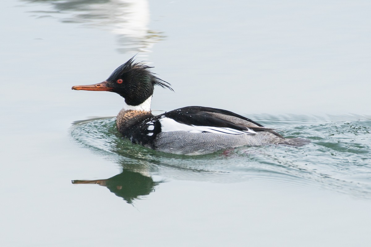 Red-breasted Merganser - Cody Limber