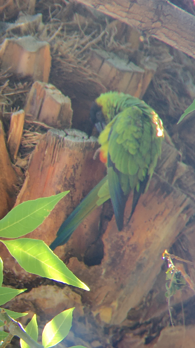 Conure nanday - ML422303381
