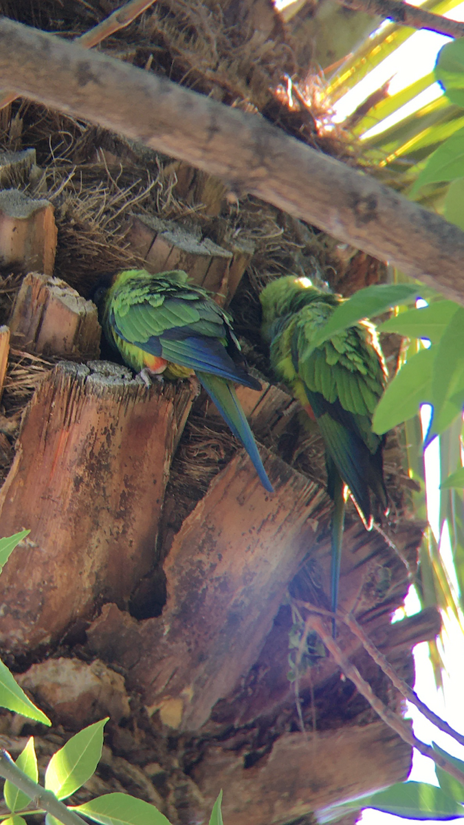 Conure nanday - ML422303421