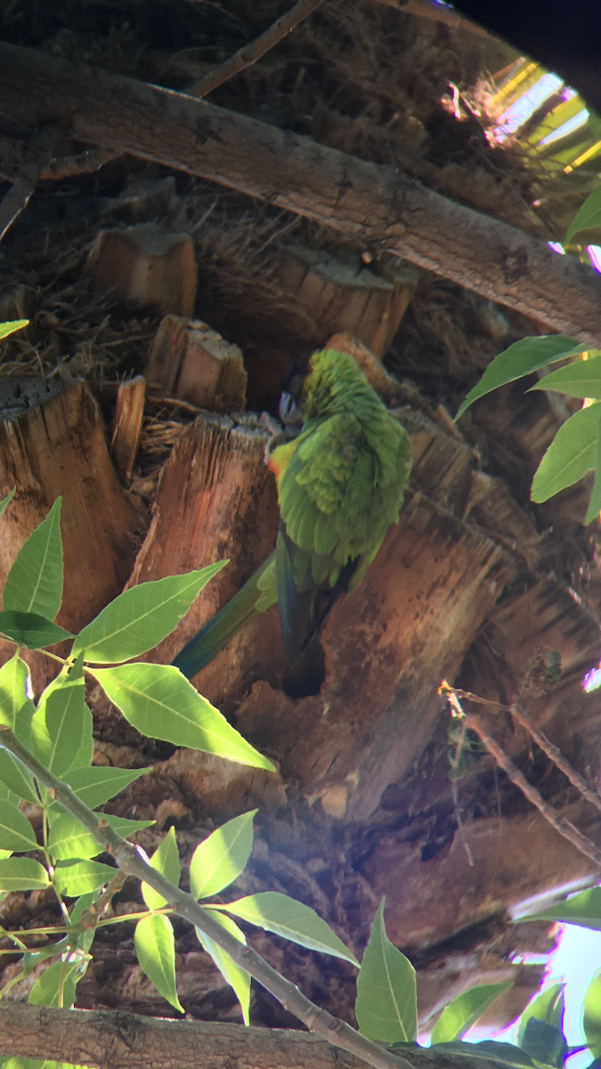 Conure nanday - ML422303441