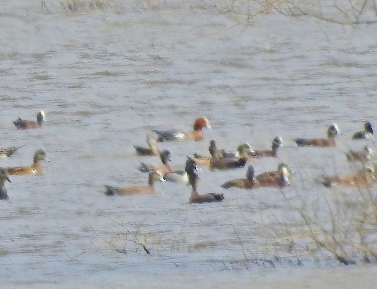 Eurasian Wigeon - ML422306461