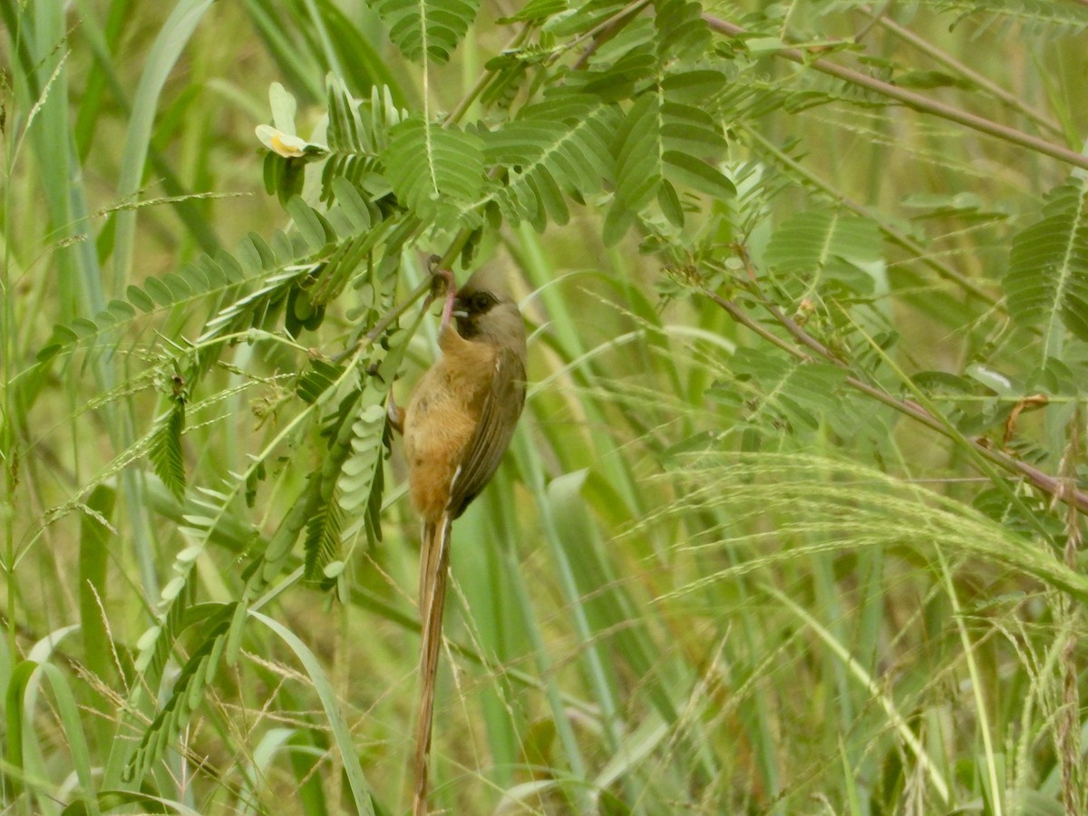 Braunflügel-Mausvogel - ML422307911