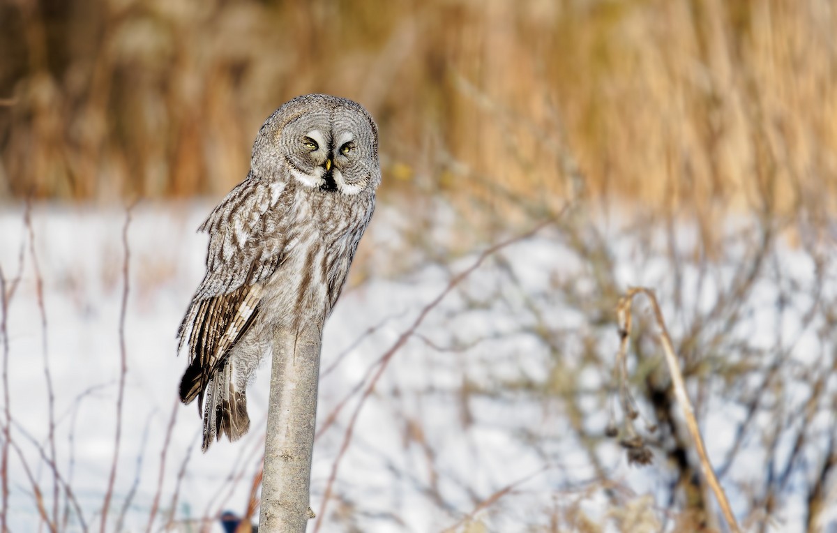 Great Gray Owl - Matti Rekilä