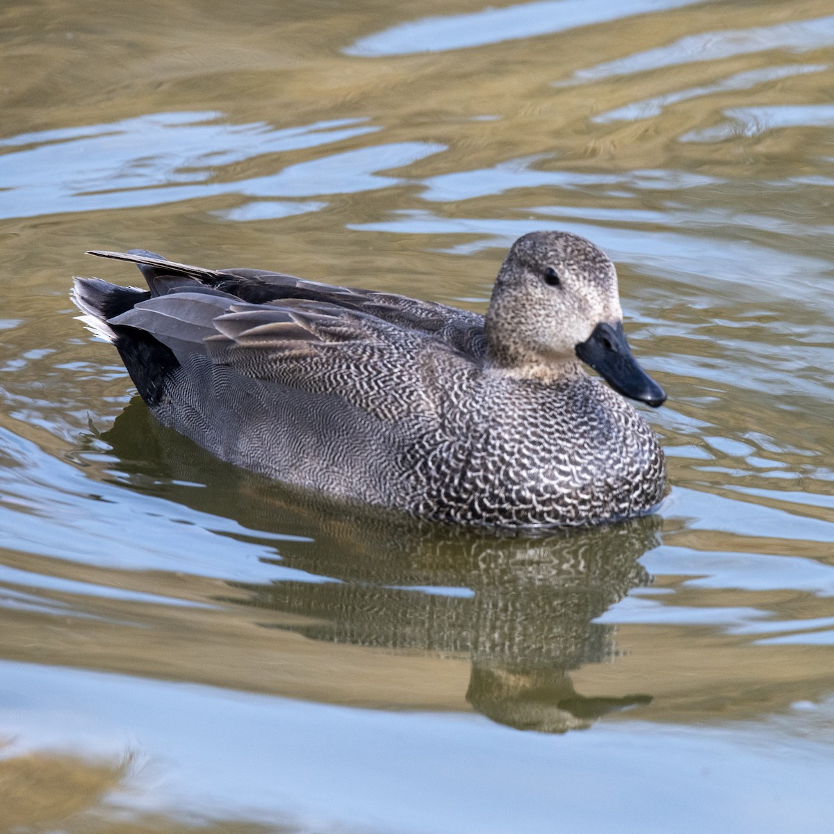 Gadwall - ML422308771