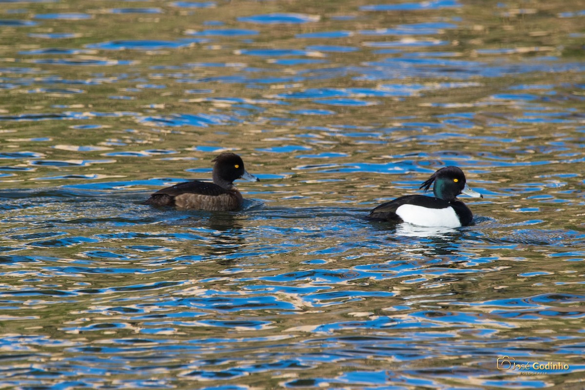 Tufted Duck - ML422312291