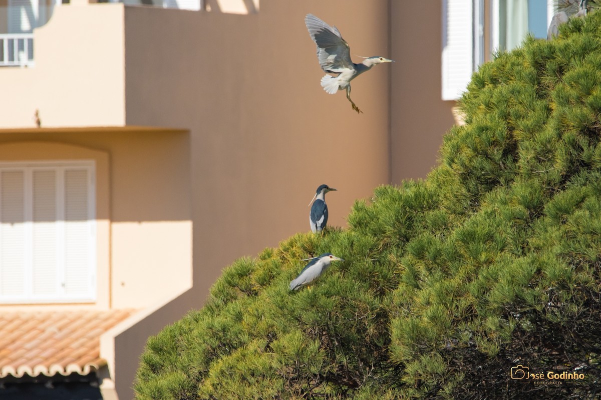 Black-crowned Night Heron - ML422312801