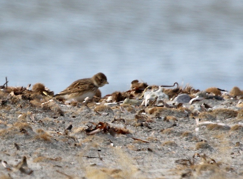 Turkestan Short-toed Lark - ML422312891