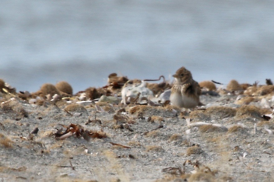 Turkestan Short-toed Lark - ML422312901