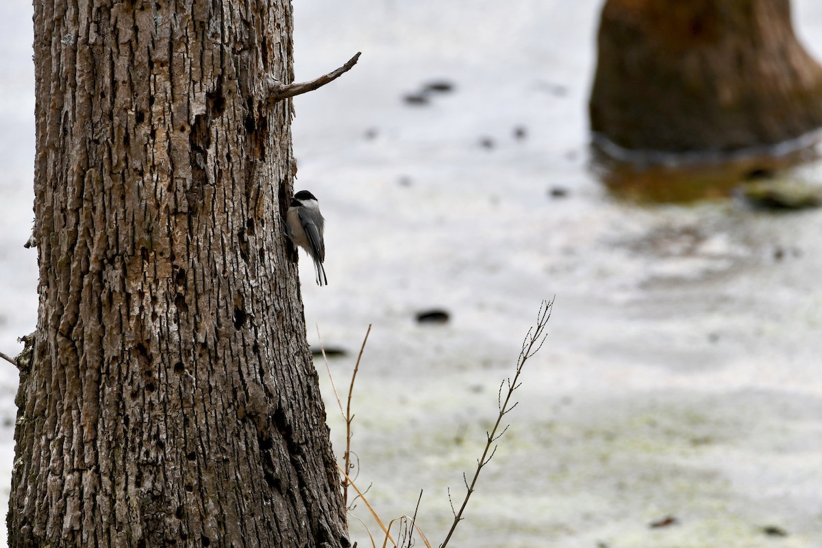 Carolina Chickadee - Brian Bek