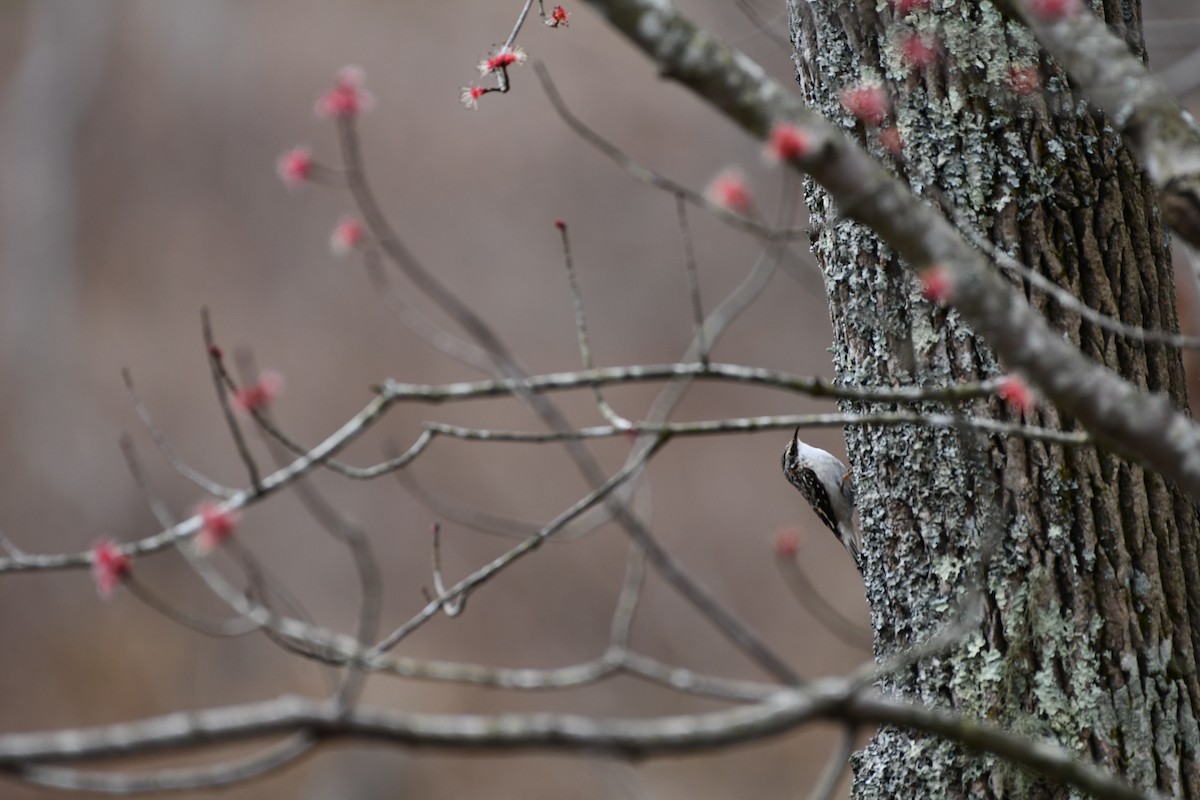 Brown Creeper - ML422313291