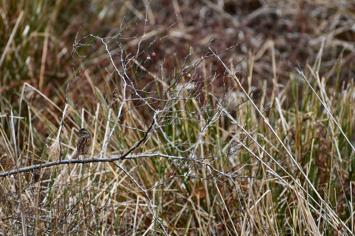 Swamp Sparrow - ML422313391