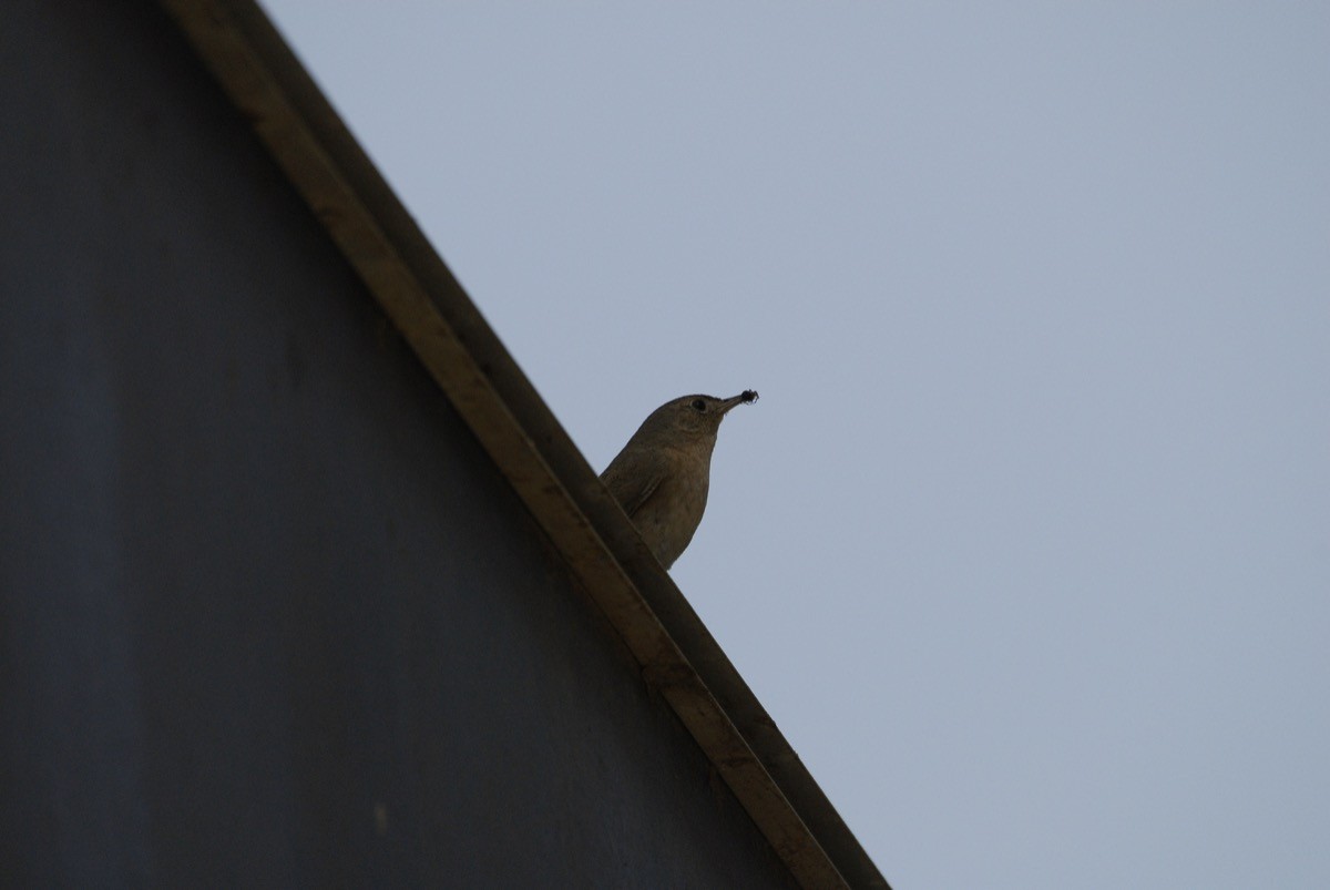 House Wren - ML422314141