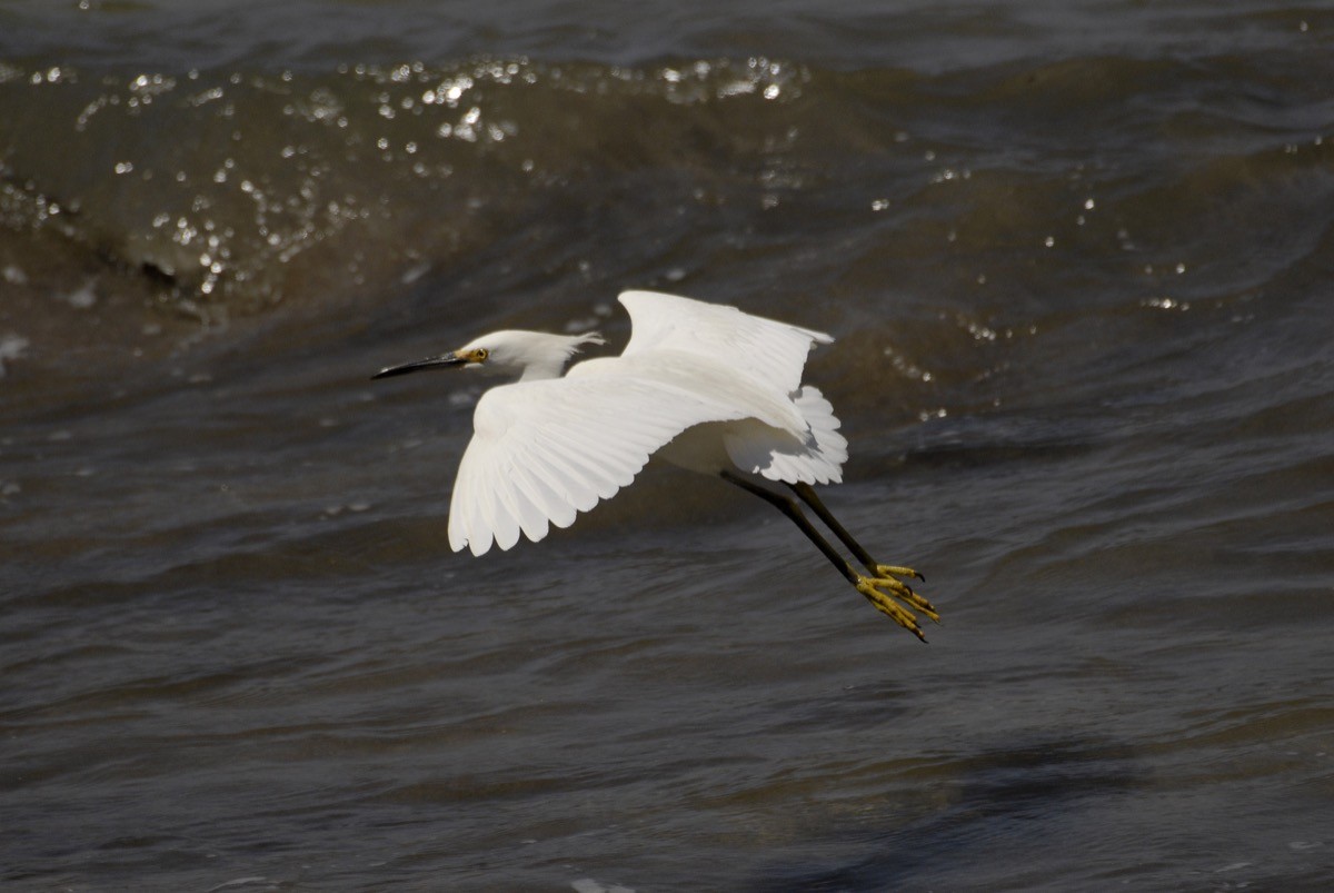 Snowy Egret - ML422314261