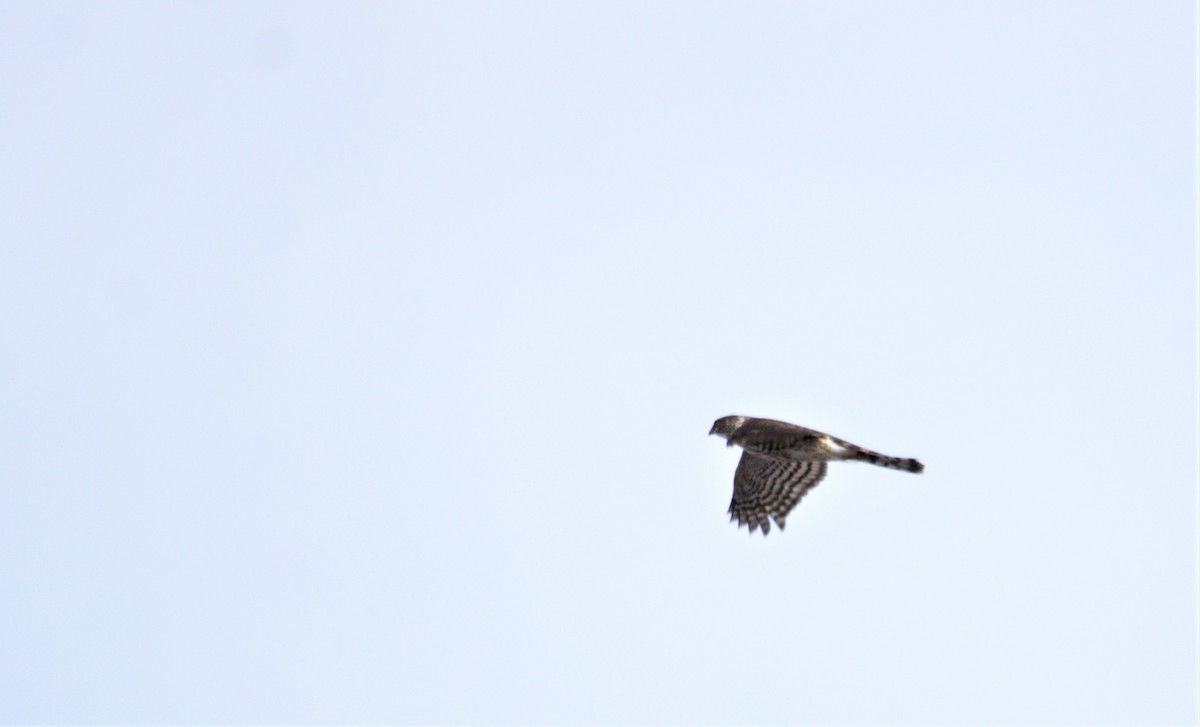 Cooper's Hawk - ML422314381