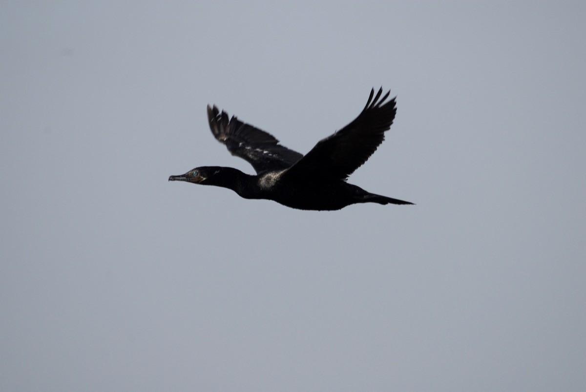 Neotropic Cormorant - Maxime Zucca