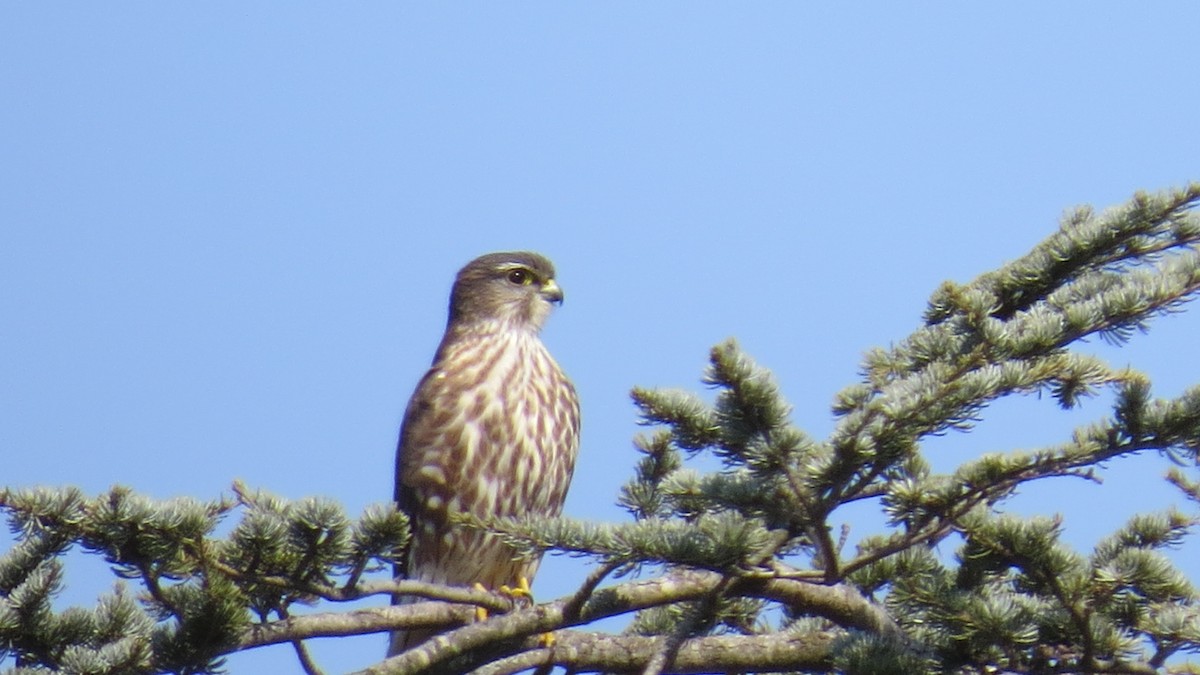 Merlin - ML422315201