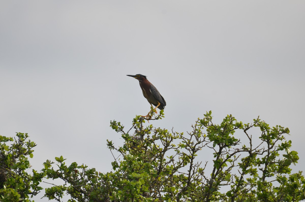 Green Heron - ML422316271