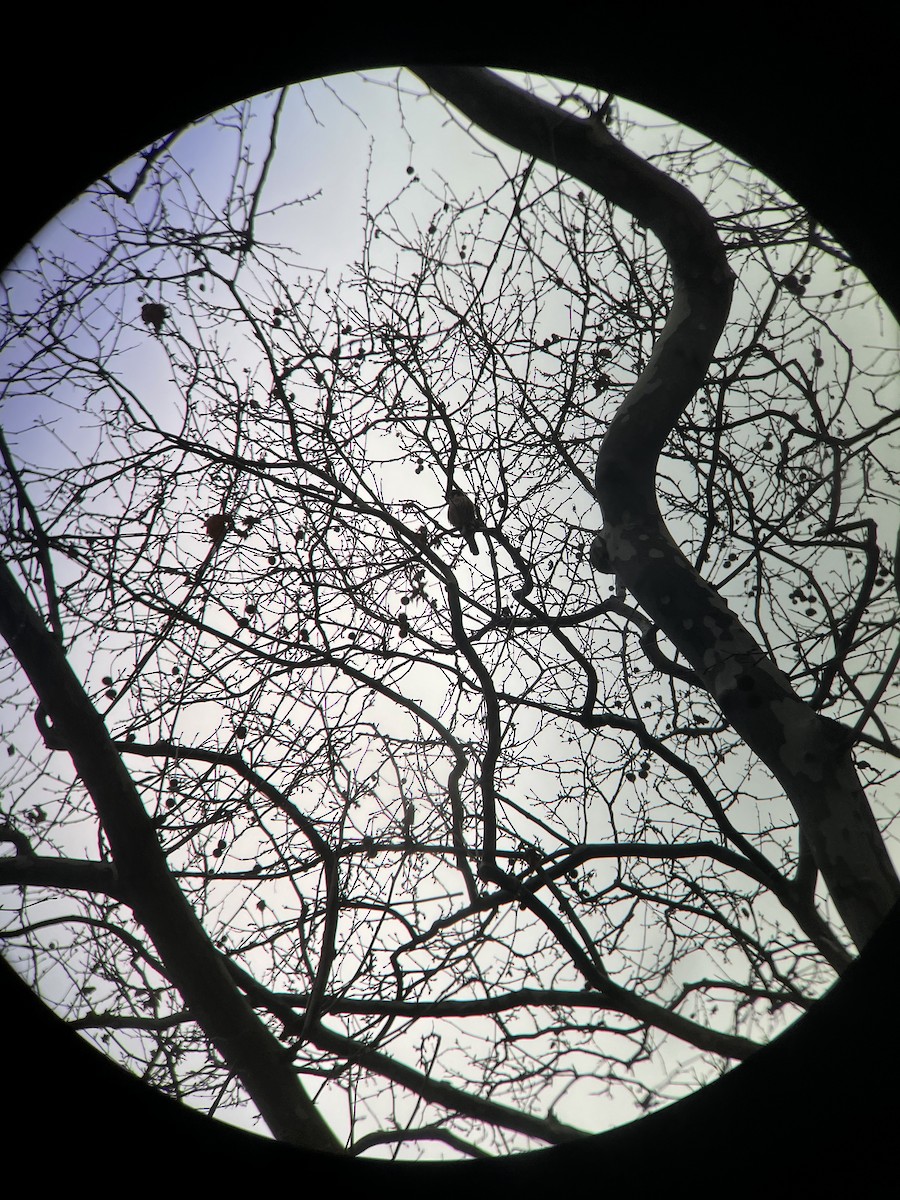 American Kestrel - ML422316991