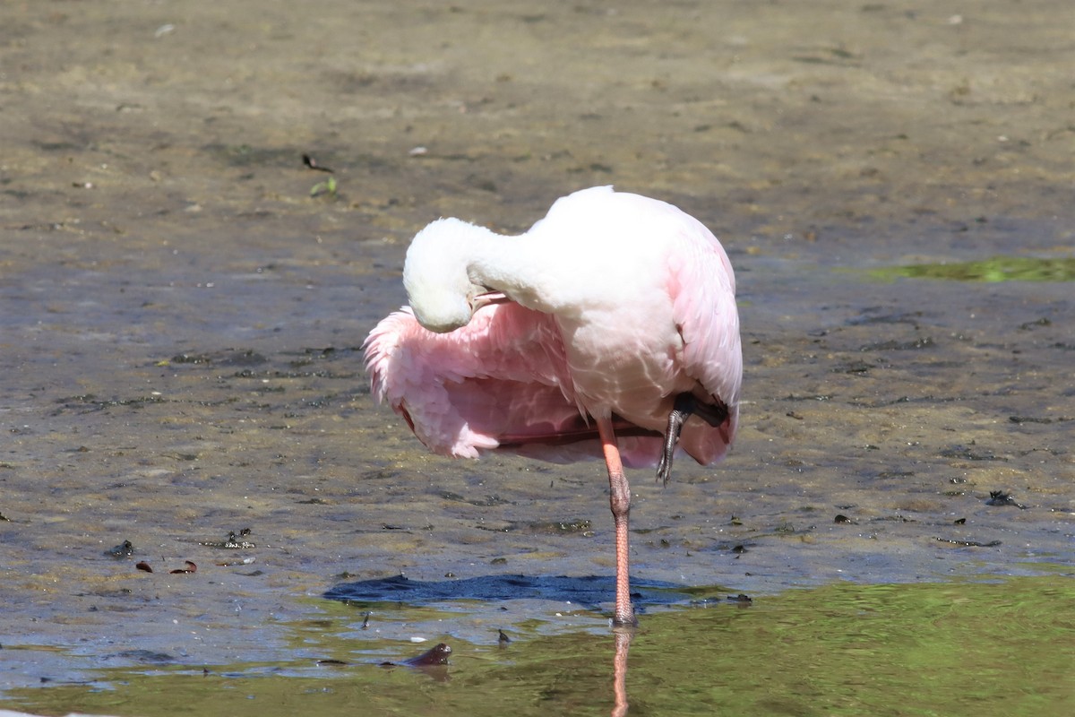 Roseate Spoonbill - ML422317481