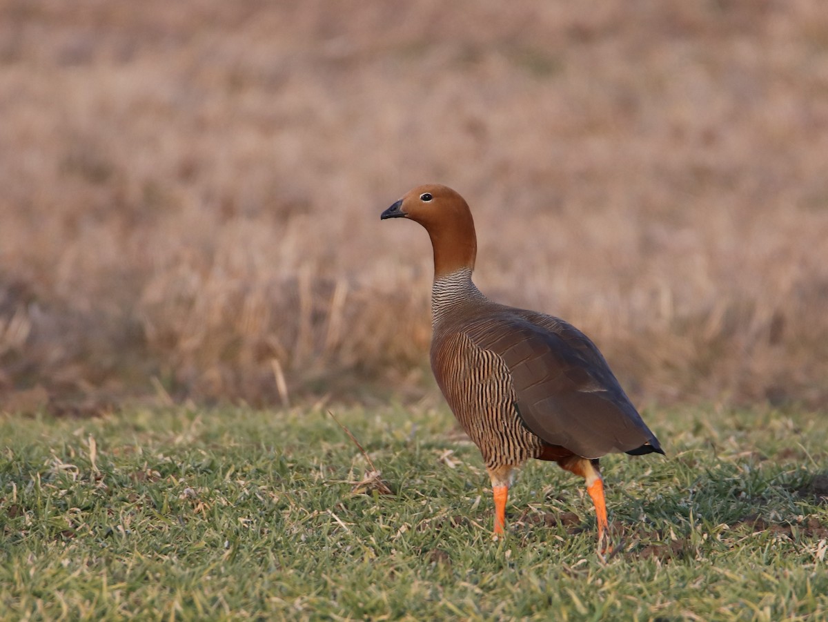 Ruddy-headed Goose - ML422318571