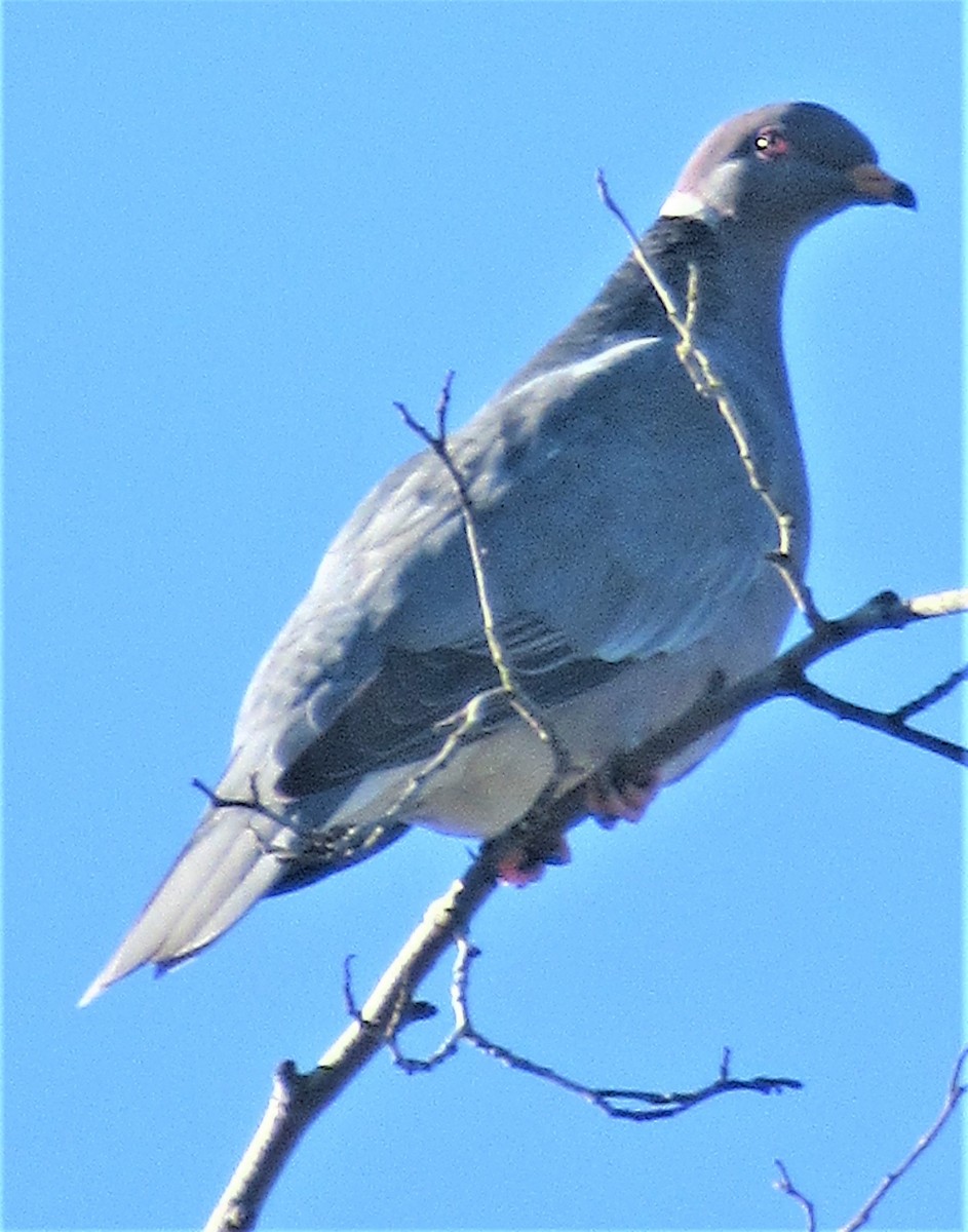 Band-tailed Pigeon - ML422319301