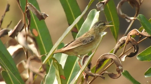 Pallas's Grasshopper Warbler - ML422319341