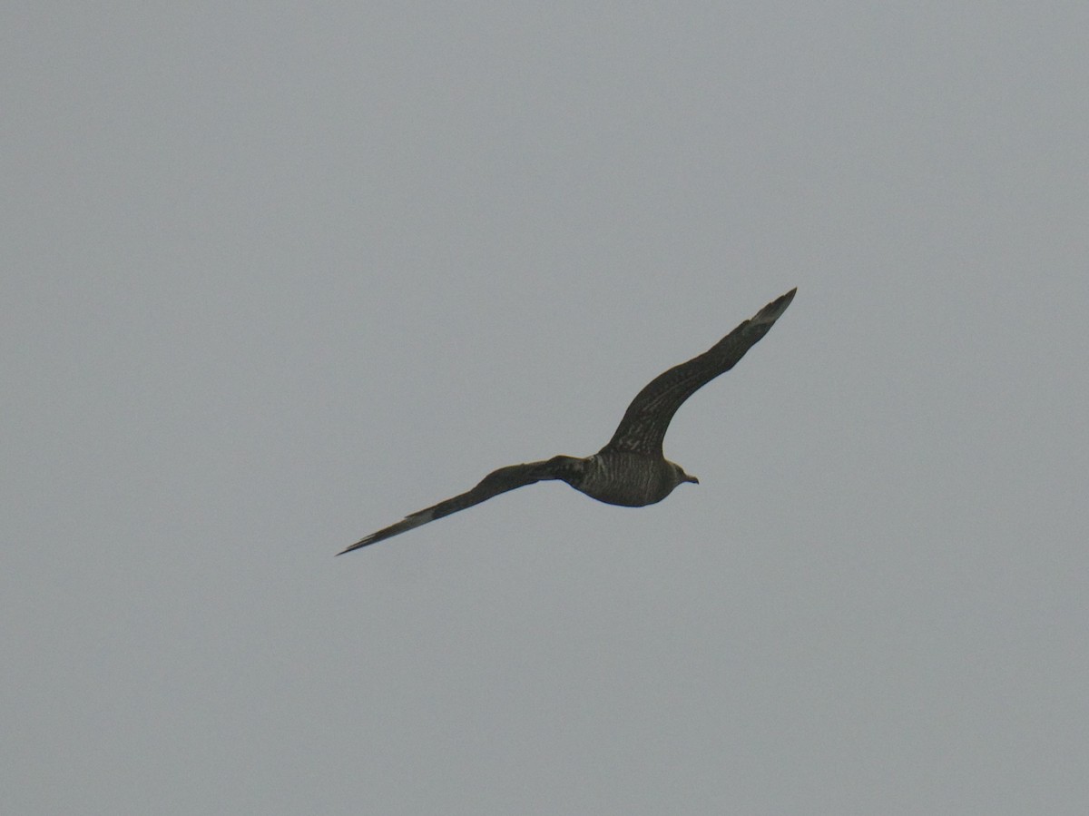 Parasitic Jaeger - Jordan Juzdowski