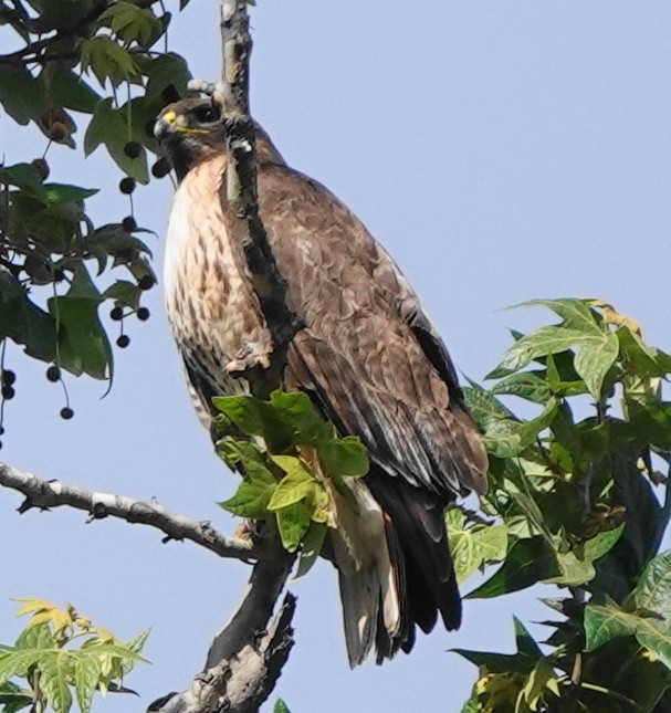 Red-tailed Hawk - ML422323951