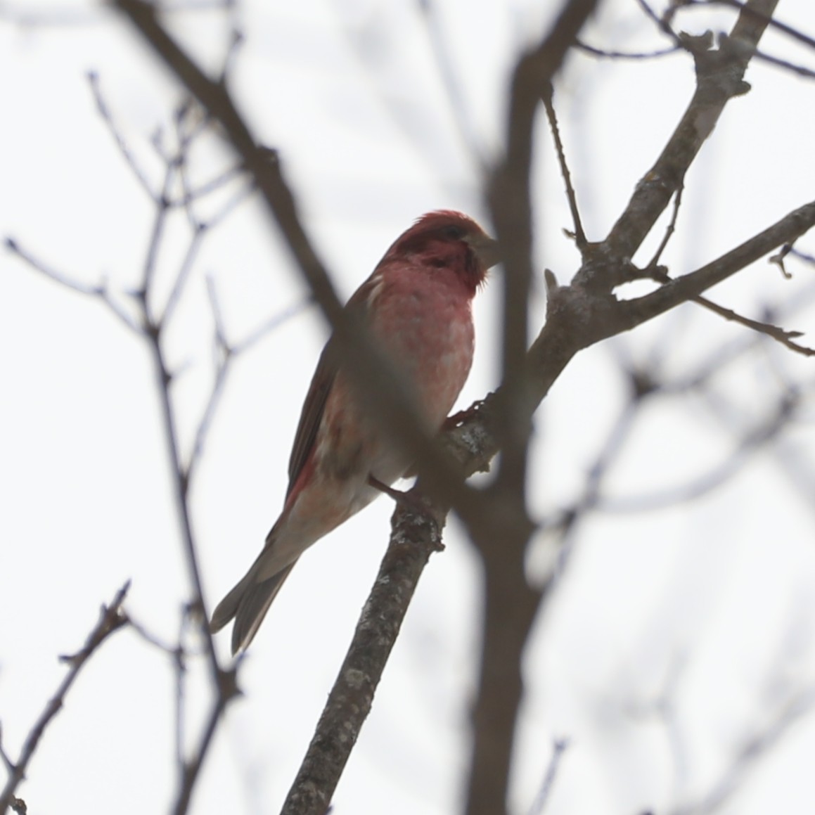 Purple Finch (Eastern) - ML422324101