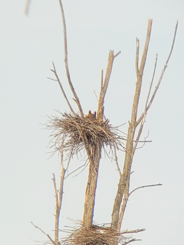 Great Horned Owl - ML422324421