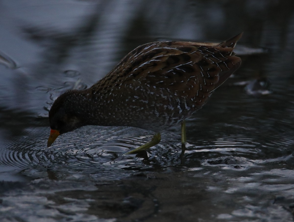 Spotted Crake - ML422324591