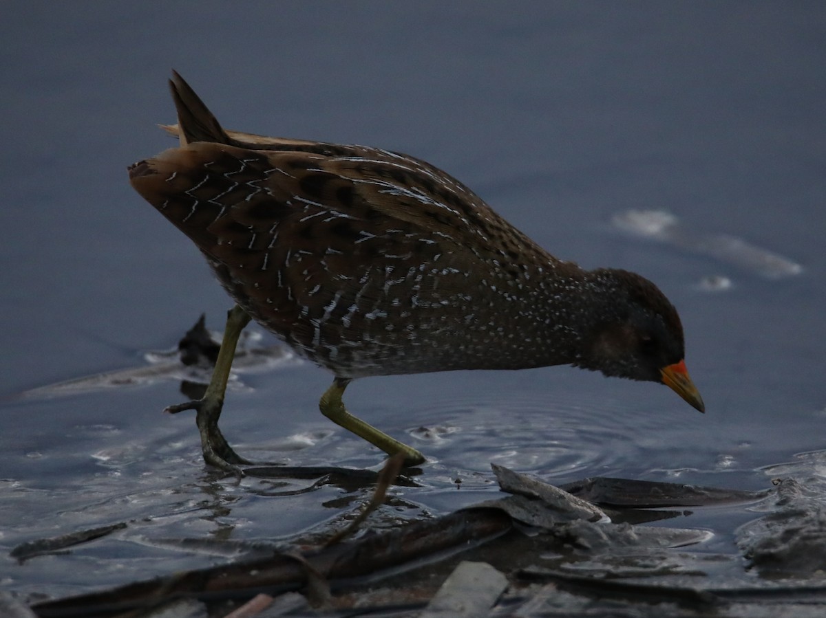 Spotted Crake - ML422324601