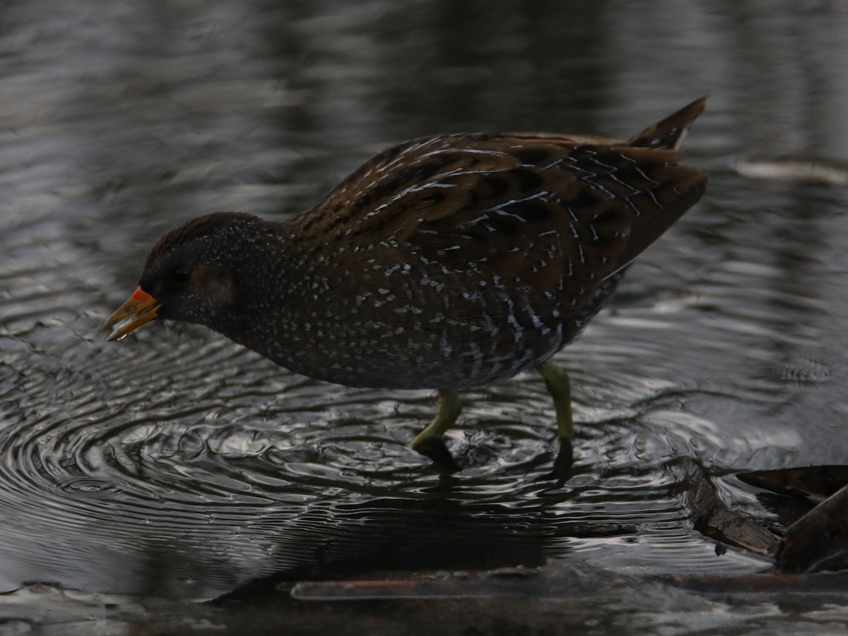 Spotted Crake - ML422324621