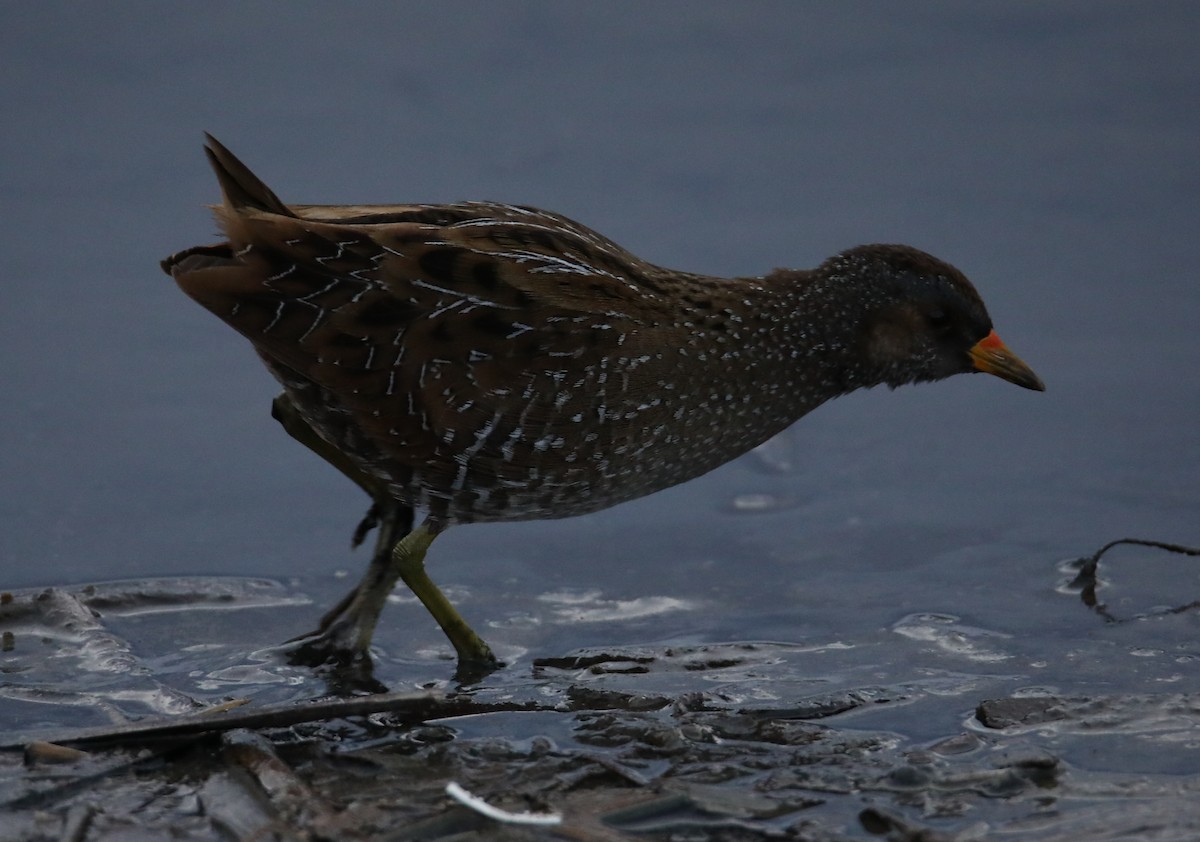Spotted Crake - ML422324631