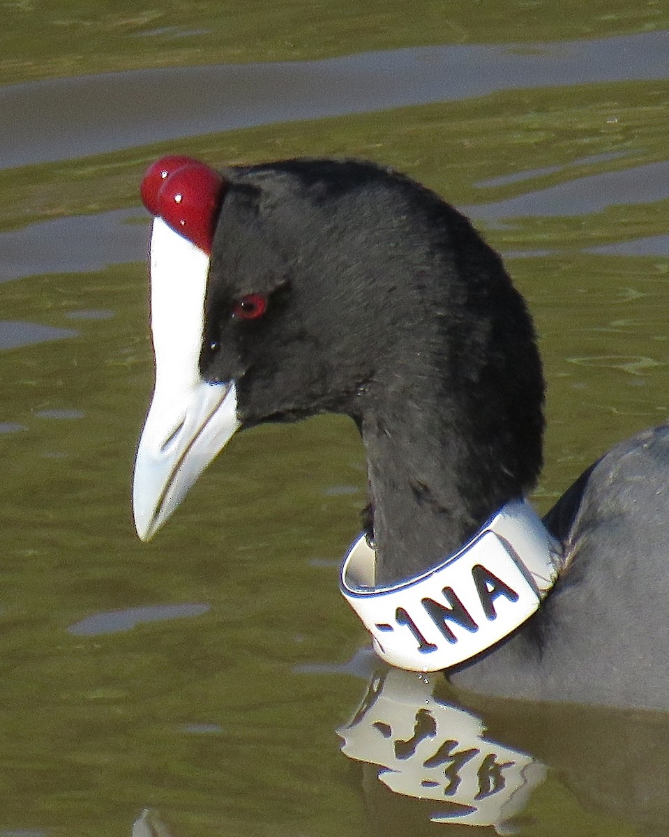 Red-knobbed Coot - ML422325881