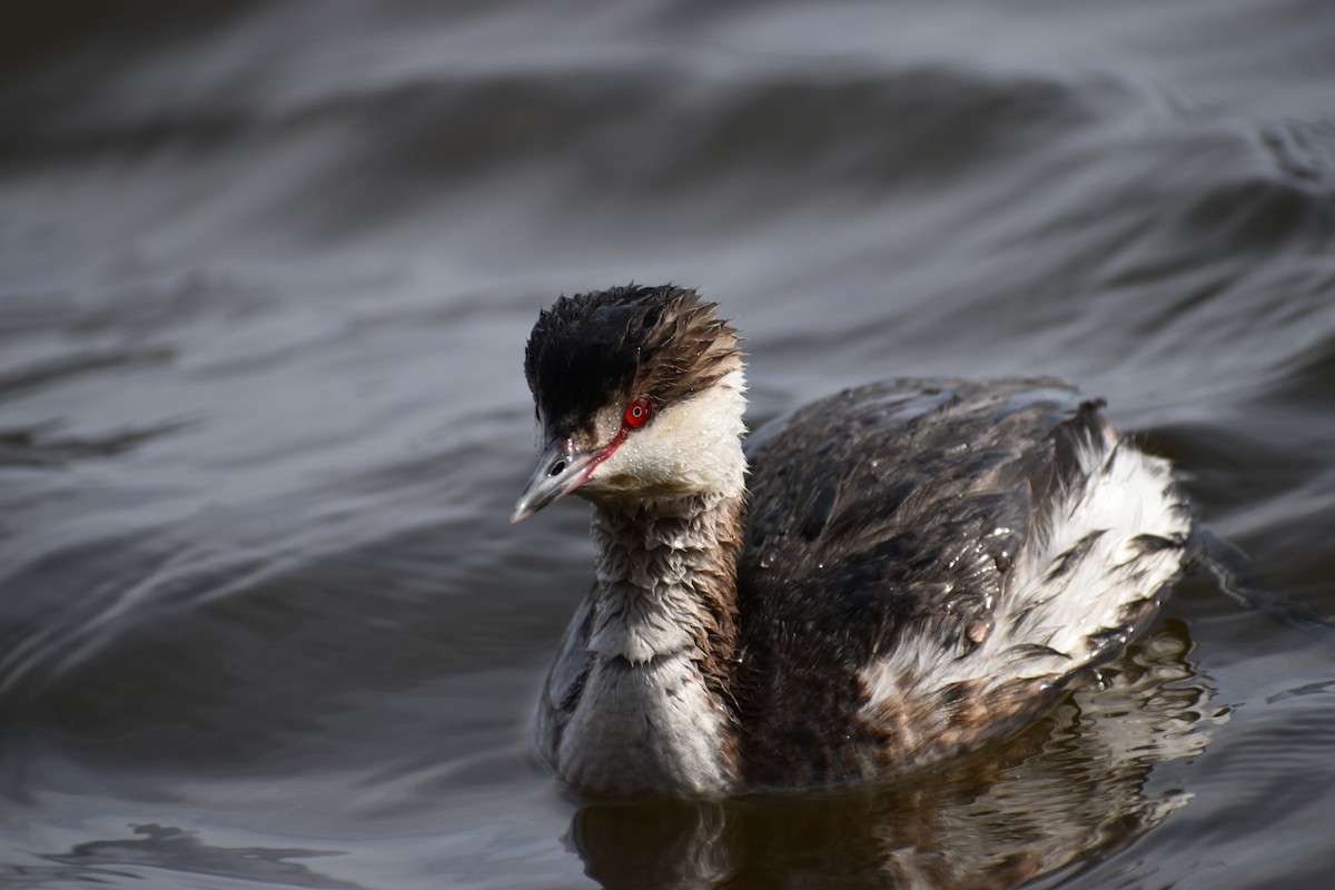 Horned Grebe - ML422325911