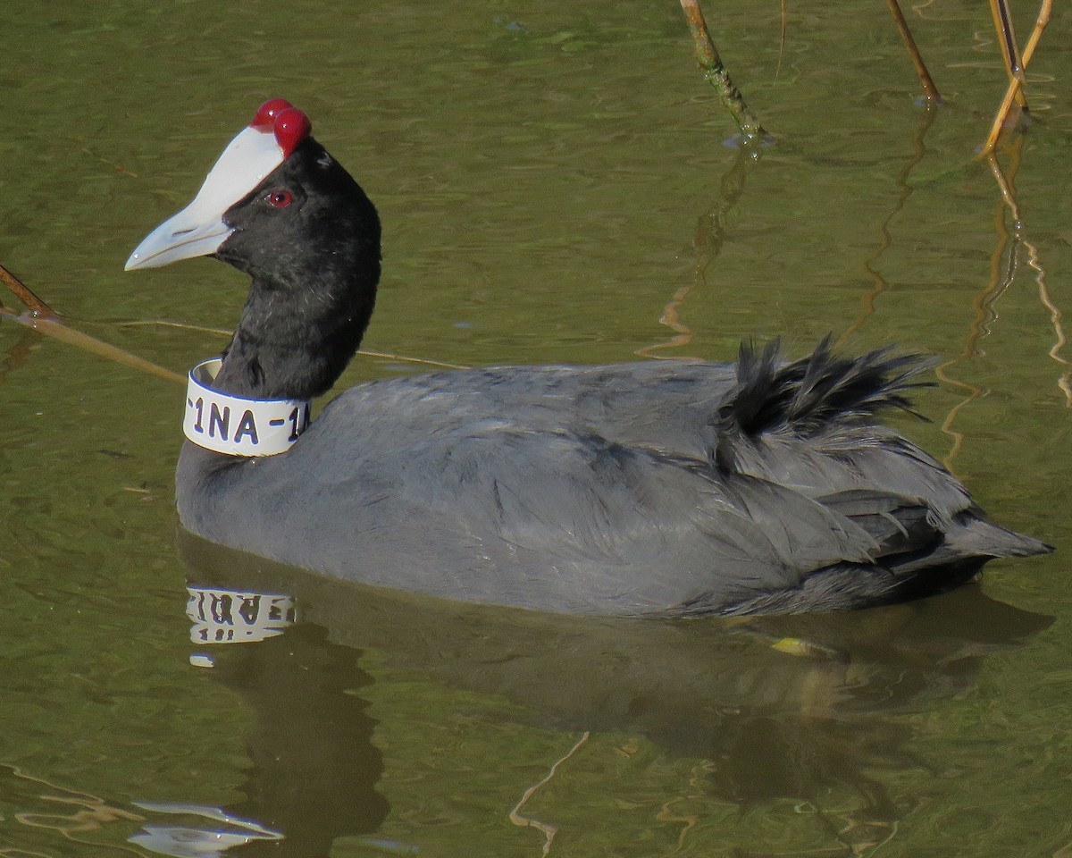 lyska hřebenatá - ML422326021