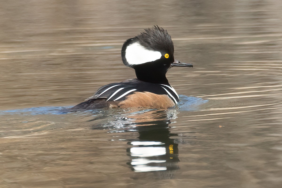 Hooded Merganser - ML422326141