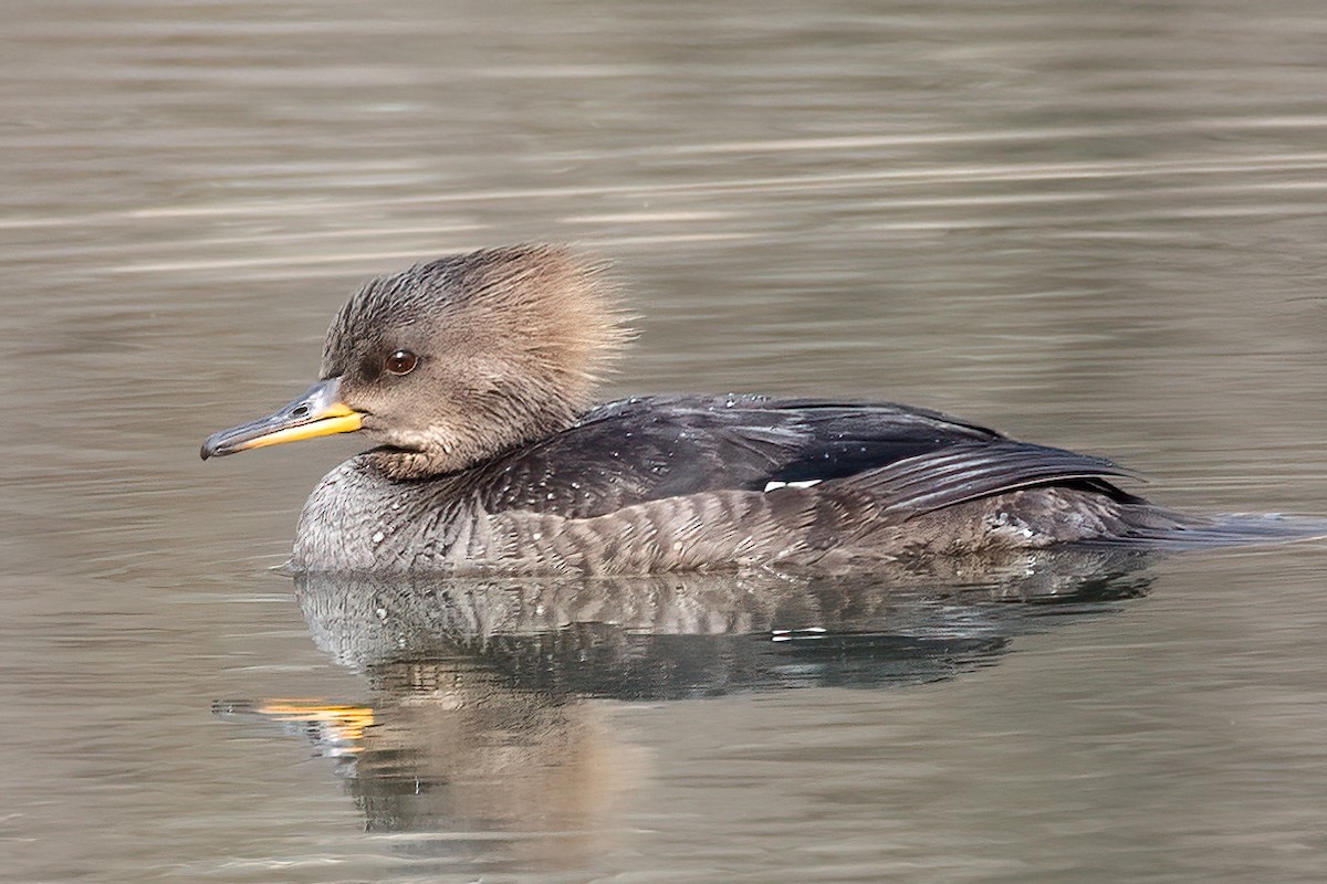 Hooded Merganser - ML422326191